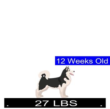 how much do alaskan malamute puppies weigh