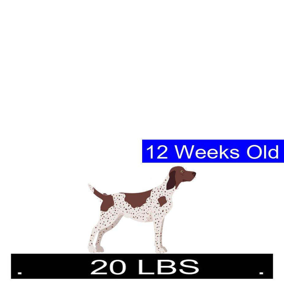 how-much-should-german-shorthaired-pointer-weigh-german-shorthaired