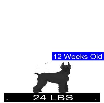 what shoukd a 3 month old gaint schnauzer weigh