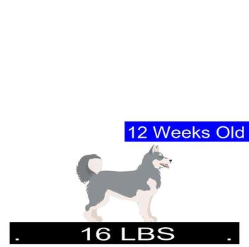 how much should a 6 week old siberian husky weigh