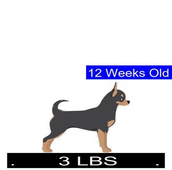 how much should chihuahua weigh