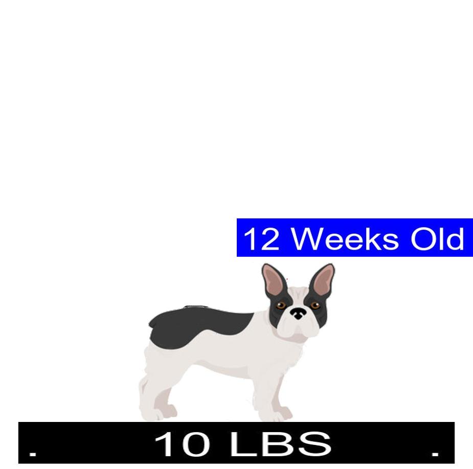 french-bulldog-growth-chart-french-bulldog-weight-calculator