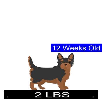 how much should a small terrier weigh