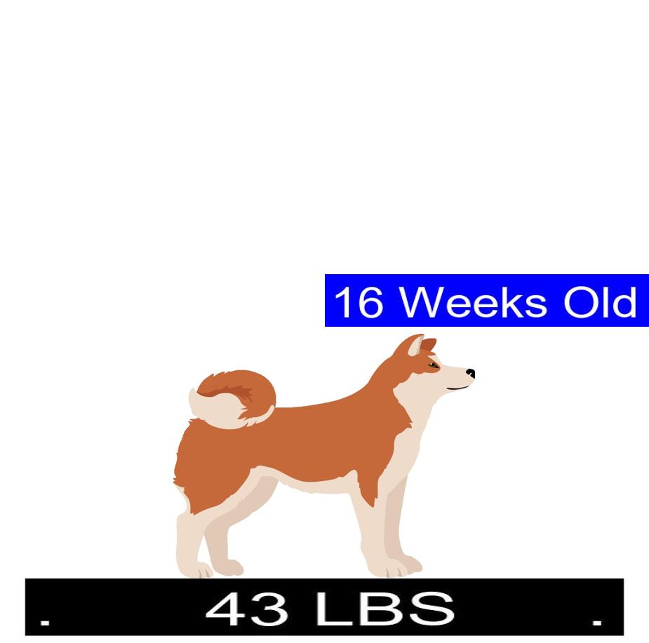 How Much Should Akita Weigh? Akita Weight Calculator.