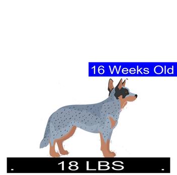 how much should my 3 month old australian cattle dog puppy weigh