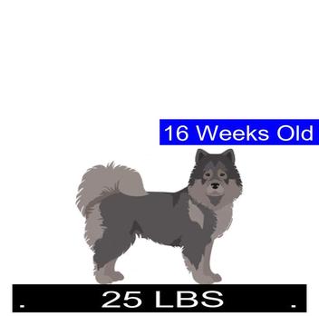 at what age is a eurasier full grown