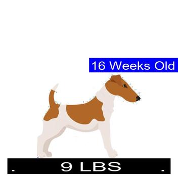 how much should a small terrier weigh