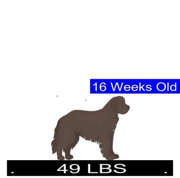 how much do female newfoundlands weigh