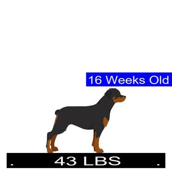 how much should my 5 month old rottweiler weigh