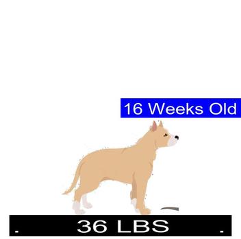 how much should a american bulldog weigh at 4 months