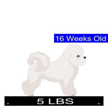 how much should a 16 week old standard poodle weigh