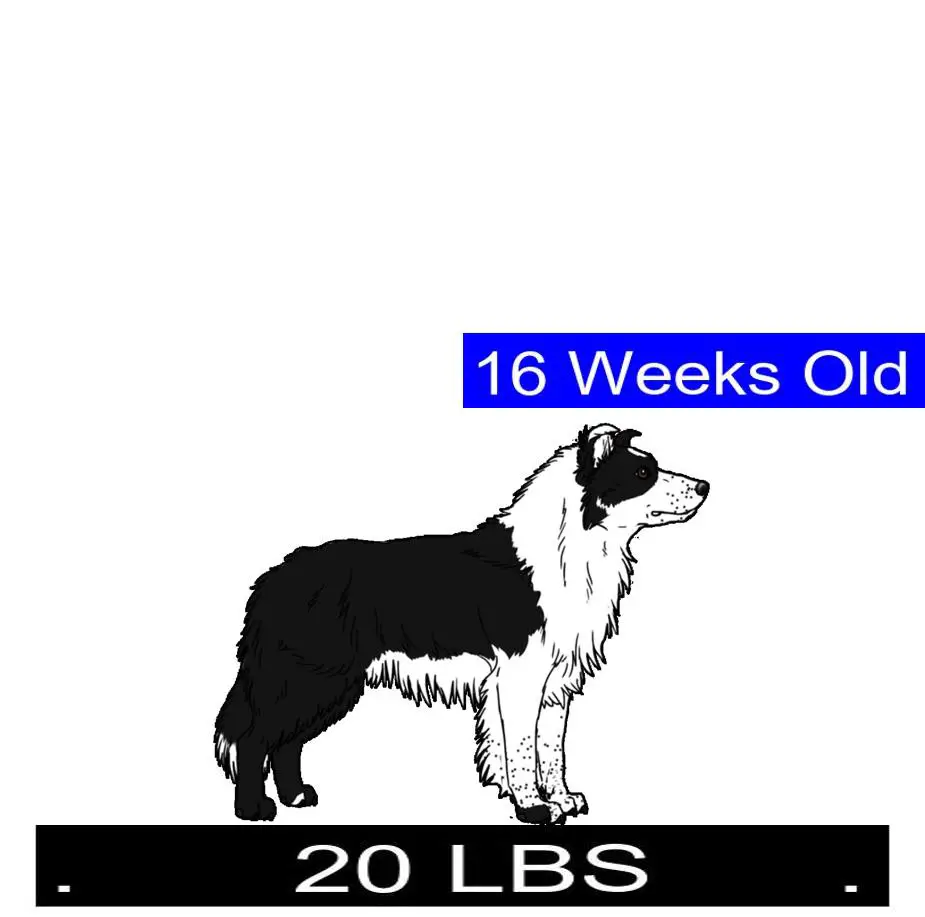How Much Should Border Collie Weigh? Border Collie Weight Calculator.