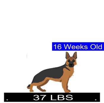 how much should a 4 month old german shepherd weight