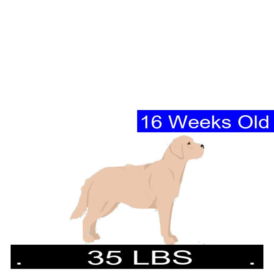 How Much Should A 6 Month Old Labrador Retriever Weigh