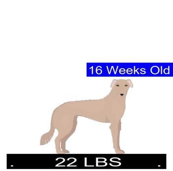 how many puppies can saluki give birth to