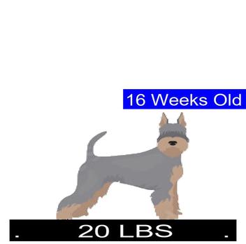 what will be schnauzer mature weight