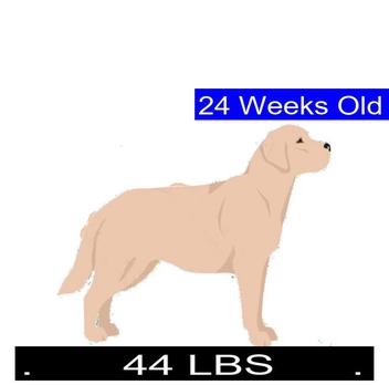 what is the ideal weight for a female labrador