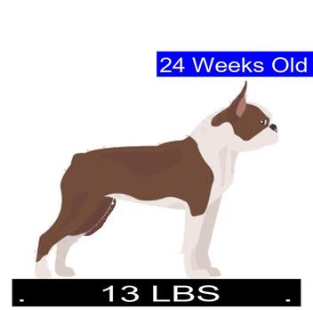 how much should a 6 week old boston terrier weight