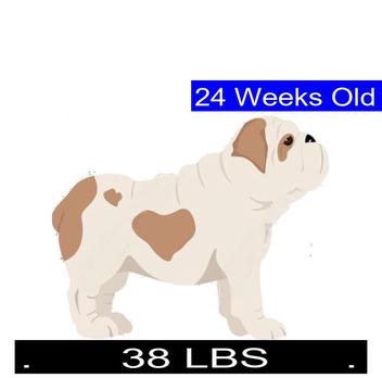 how much should my 3 month old campeiro bulldog puppy weigh