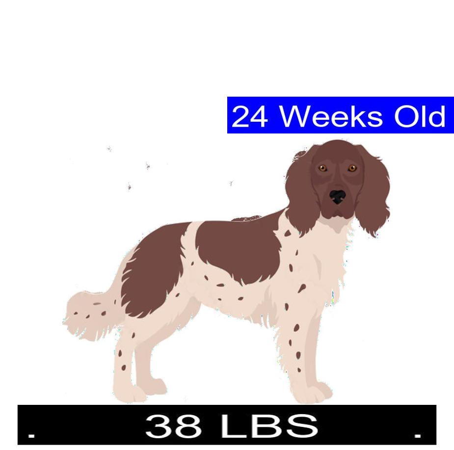 should i get a french spaniel