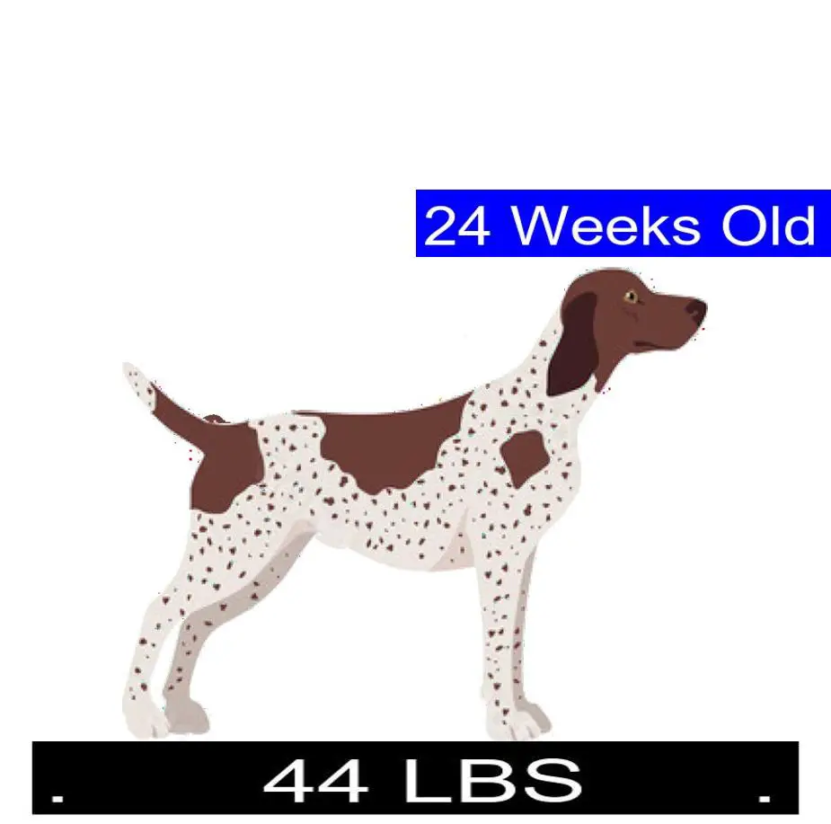 how-much-should-german-shorthaired-pointer-weigh-german-shorthaired