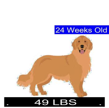 how much should my 12 week old golden retriever weights