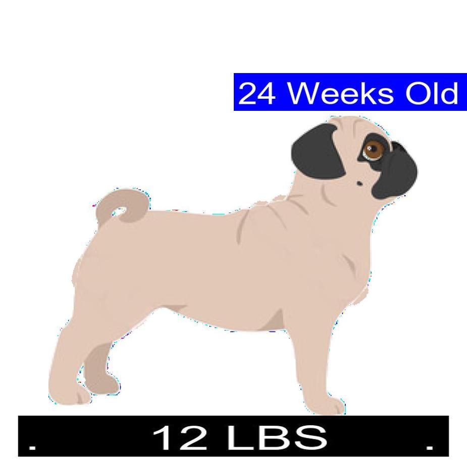 How Much Should Pug Weigh? Pug Weight Calculator.