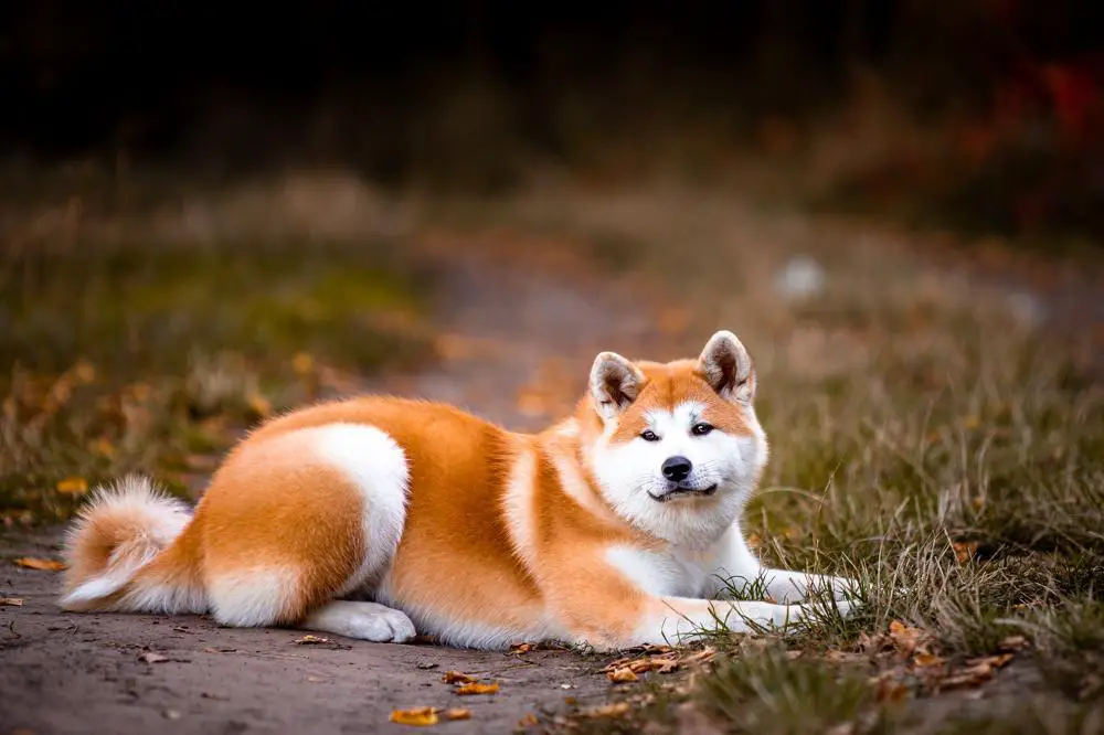 How Much Should Akita Weigh? Akita Weight Calculator.