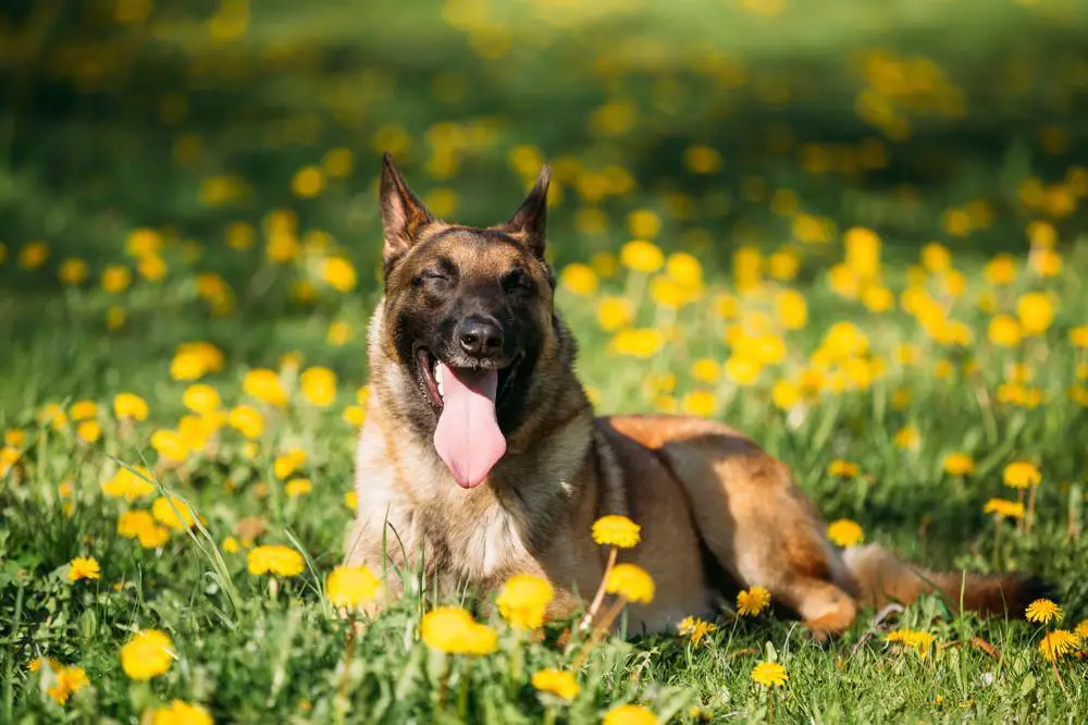 How Much Should Belgian Malinois Weigh? Belgian Malinois Weight Calculator.