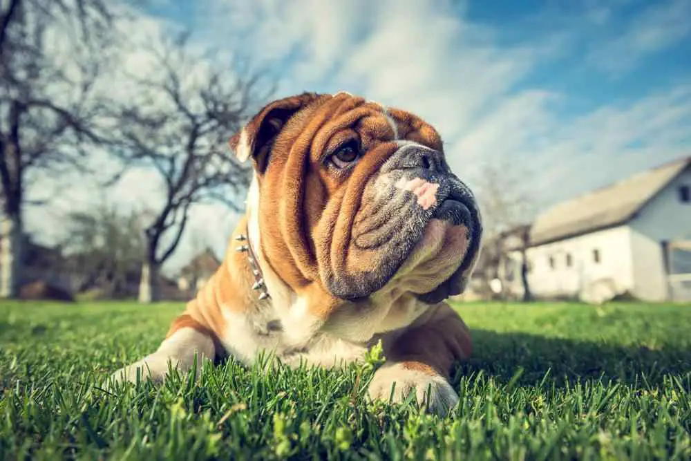 How Much Should Bulldog Weigh? Bulldog Weight Calculator.