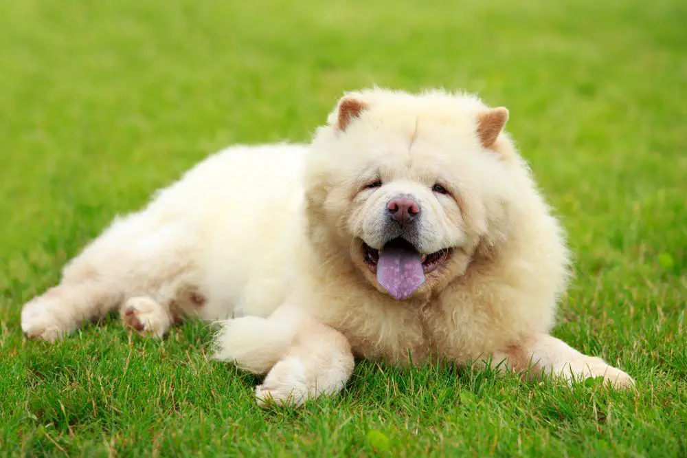 How Much Should Chow Chow Weigh? Chow Chow Weight Calculator.