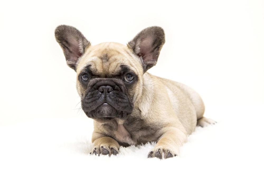 How Much Should French Bulldog Weigh? French Bulldog Weight Calculator.