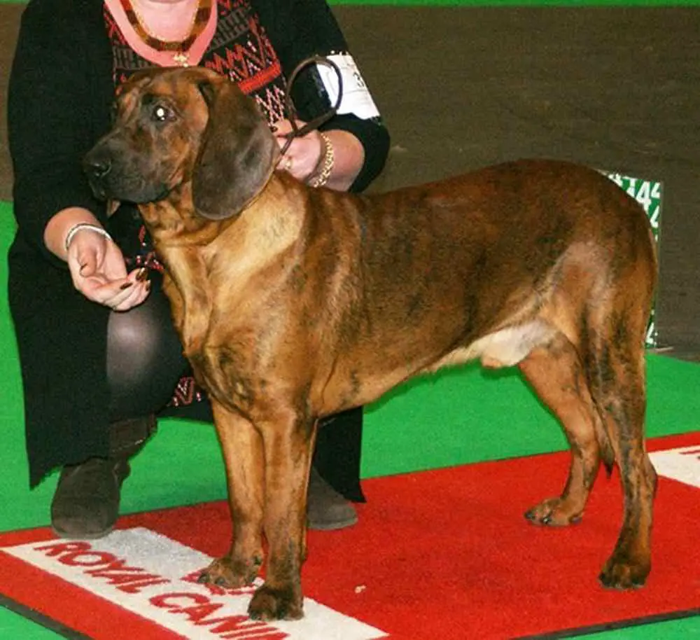 How Much Should Hanoverian Scenthound Weigh? Hanoverian Scenthound ...