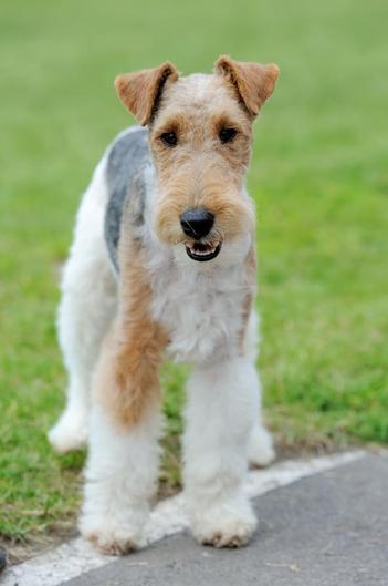 how much should a fox terrier eat