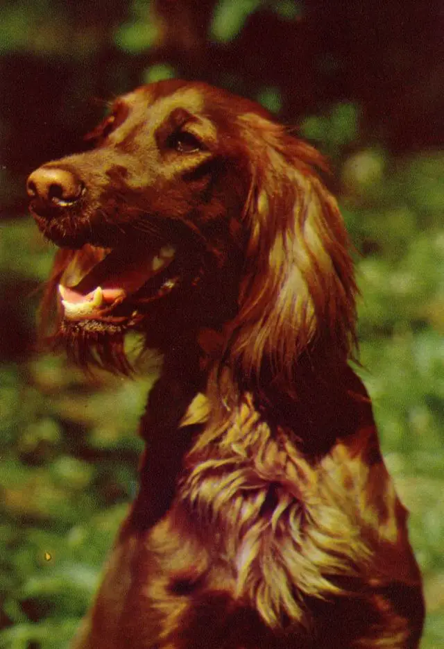 How Much Should Irish Setter Weigh? Irish Setter Weight Calculator.