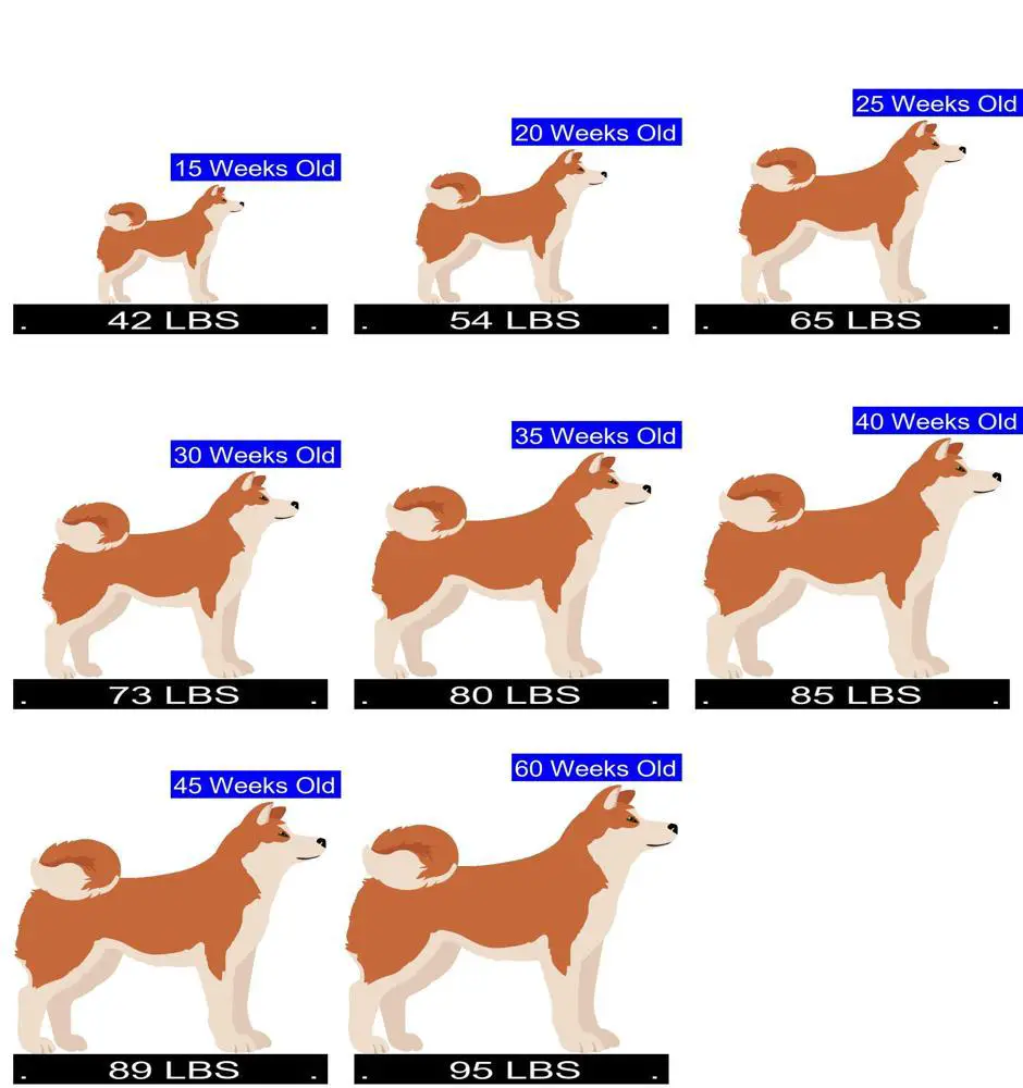 How Much Should Akita Weigh? Akita Weight Calculator.