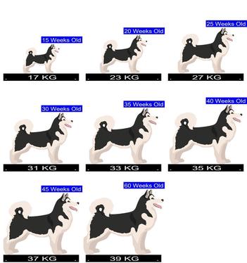 how much do alaskan malamute puppies weigh