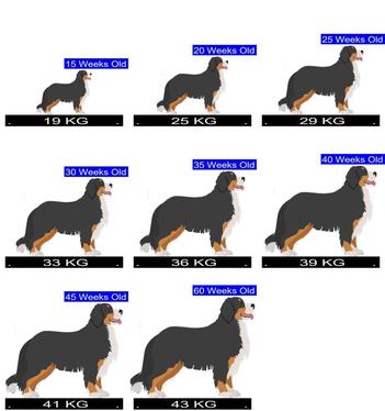 at what age is a bernese mountain dog full grown