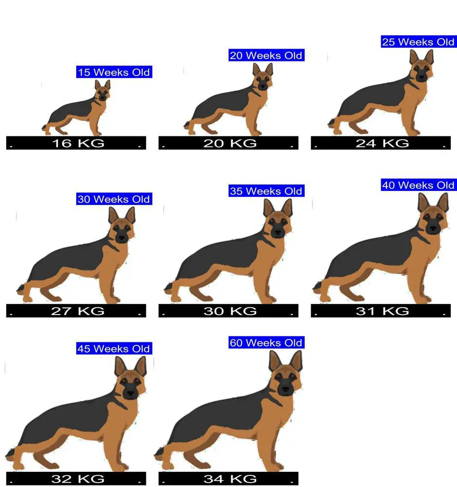 How Much Should German Shepherd Dog Weigh? German Shepherd Dog Weight