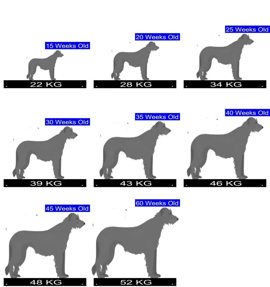 How Much Should Irish Wolfhound Weigh? Irish Wolfhound Weight Calculator.