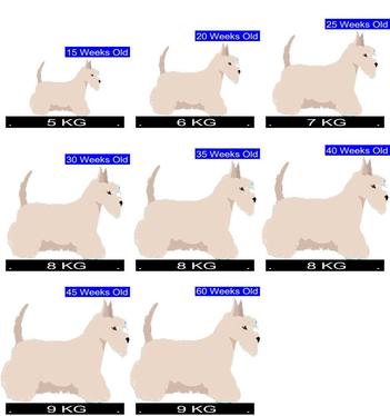 at what age is a scottish terrier full grown