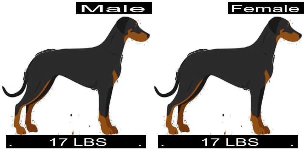 How Much Should Manchester Terrier Weigh? Manchester Terrier Weight 