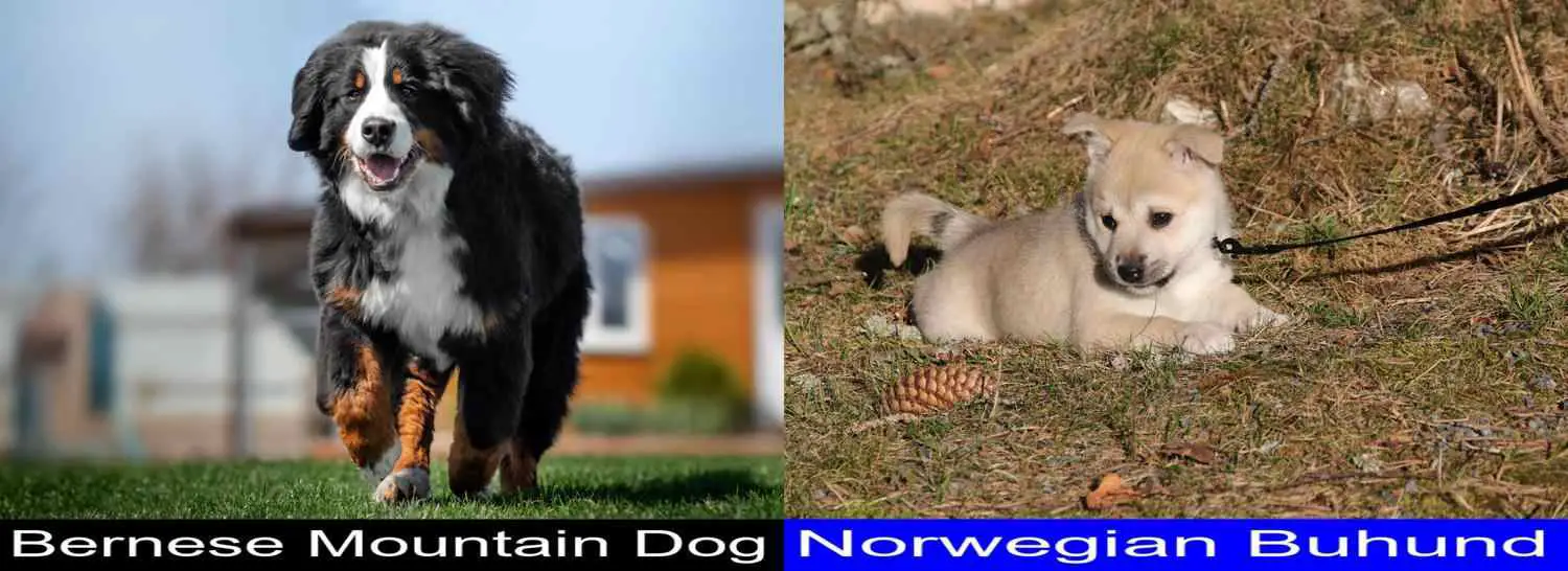 are norwegian buhunds affectionate