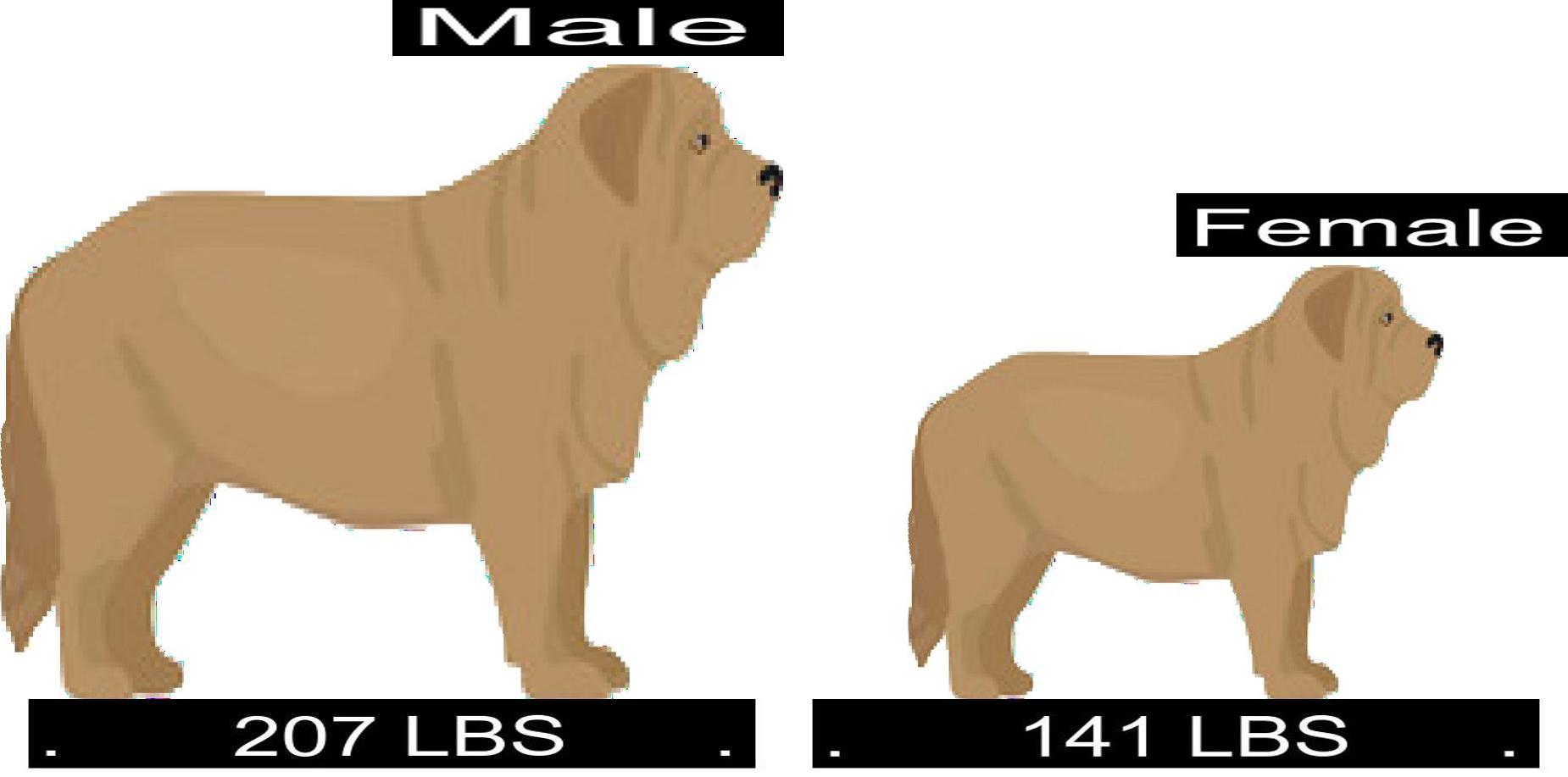 How Much Should Spanish Mastiff Weigh? Spanish Mastiff Weight Calculator.