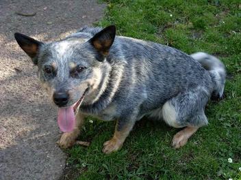 at what age do australian cattle dogs stop growing