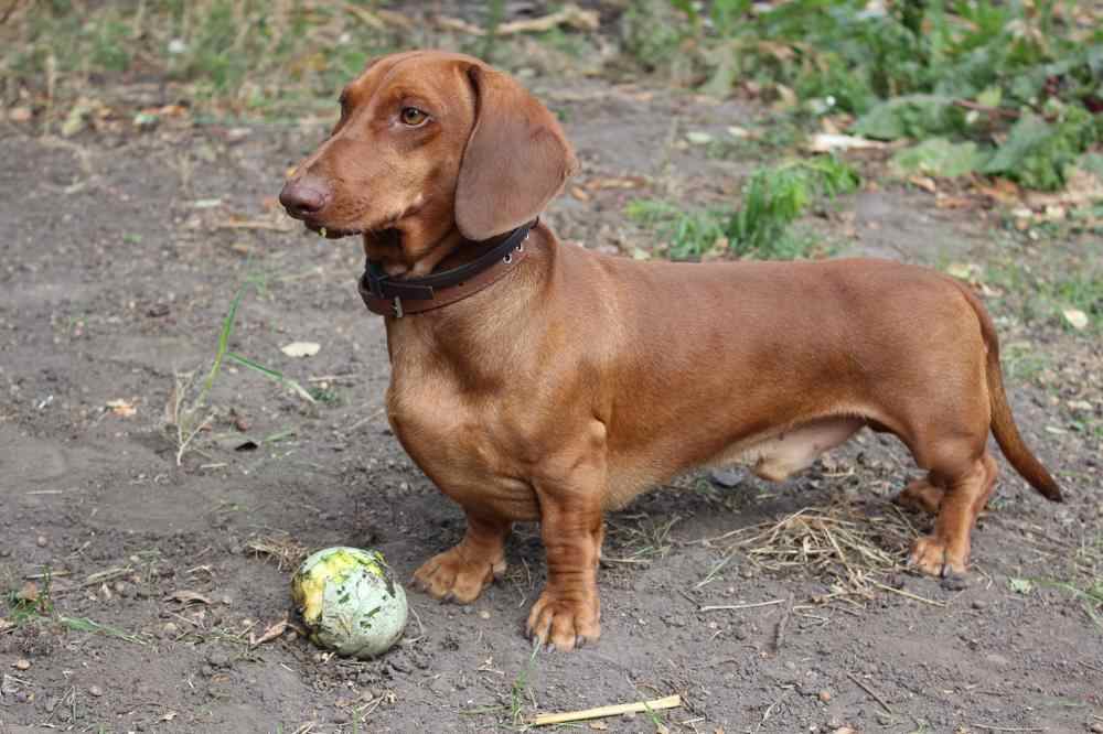 How Much Should Dachshund Weigh? Dachshund Weight Calculator.