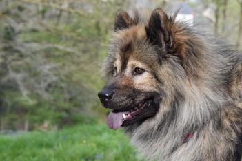 at what age is a eurasier full grown